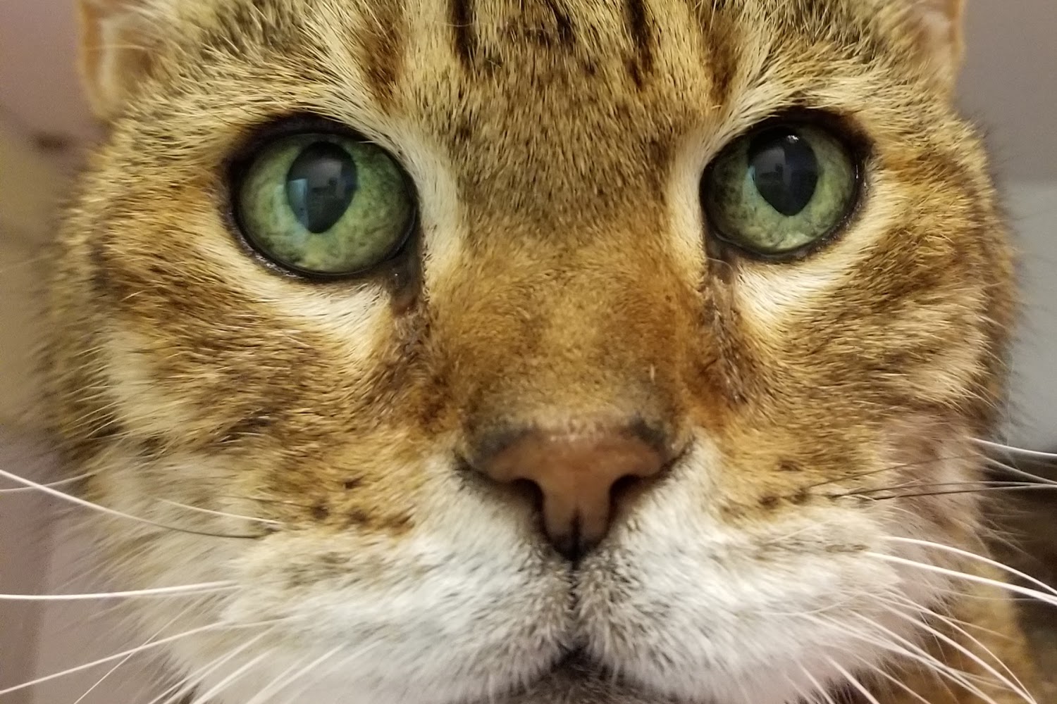 My Pet Animal Hospital