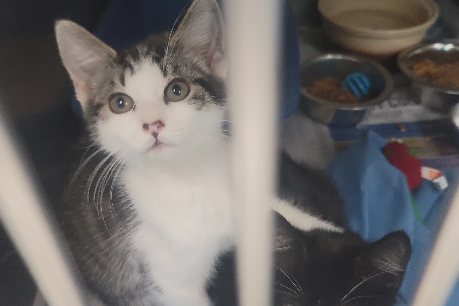 Carteret County Humane Society