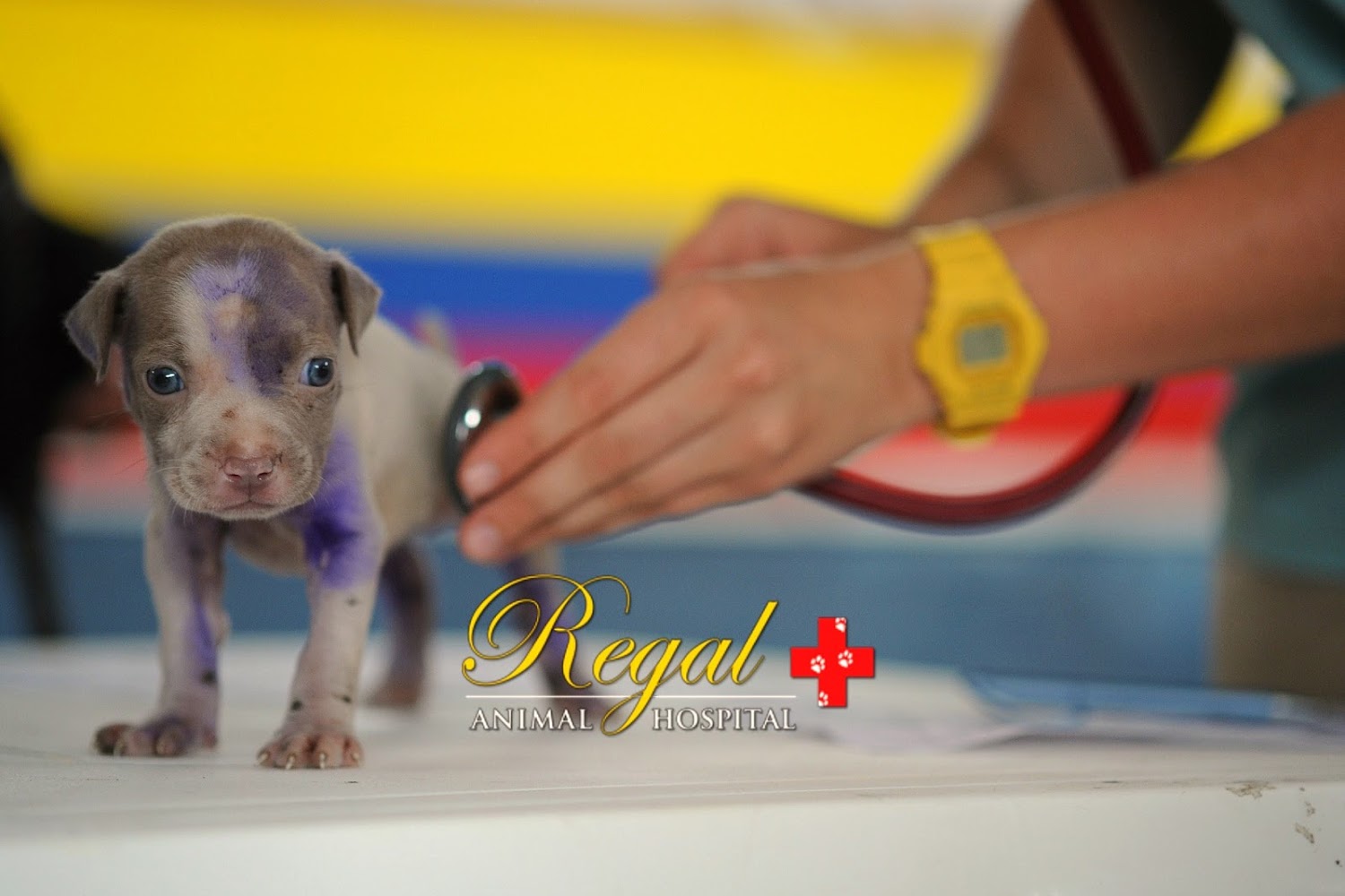 Regal Animal Hospital