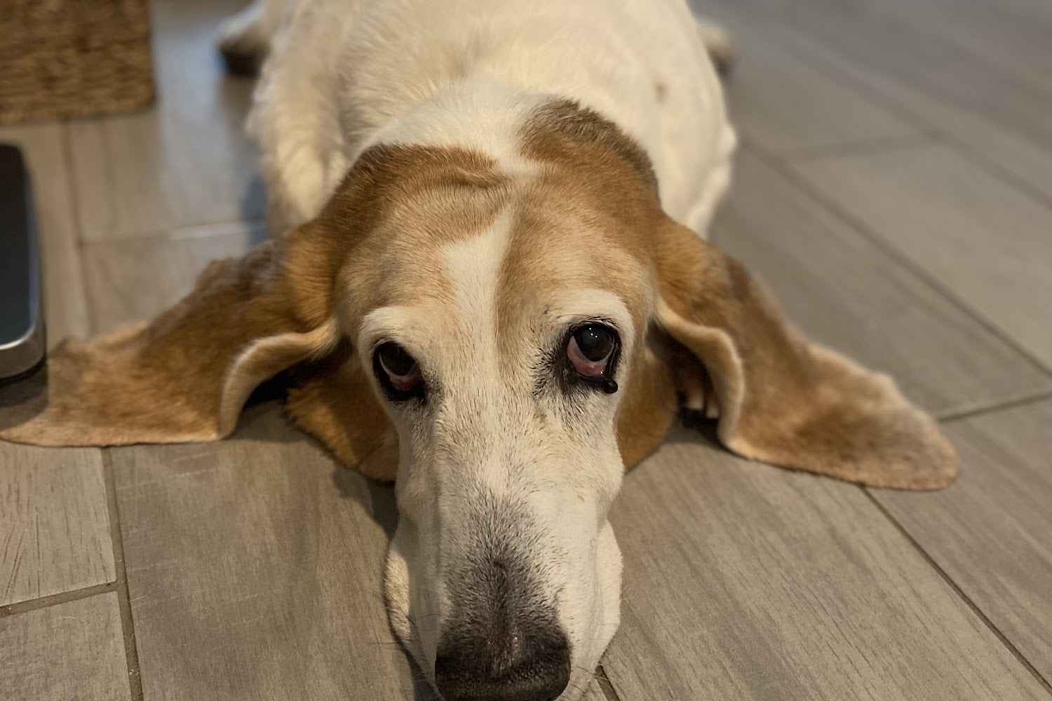 Switzerland Animal Hospital