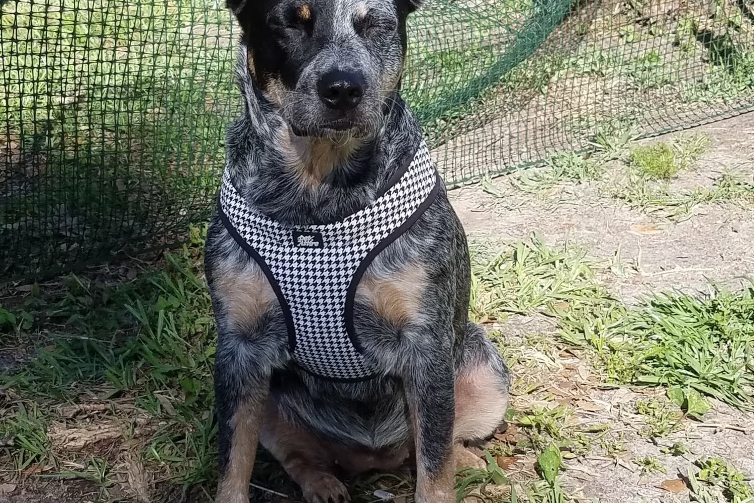 Northdale Animal Hospital