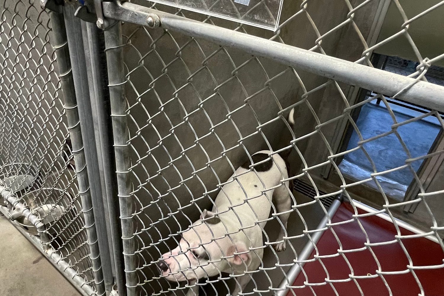 Tallahassee-Leon Community Animal Service Center