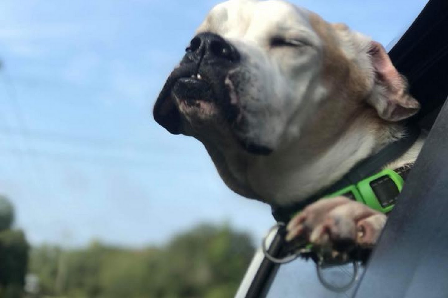 The Roland Senior Dog Rescue Gang, Inc