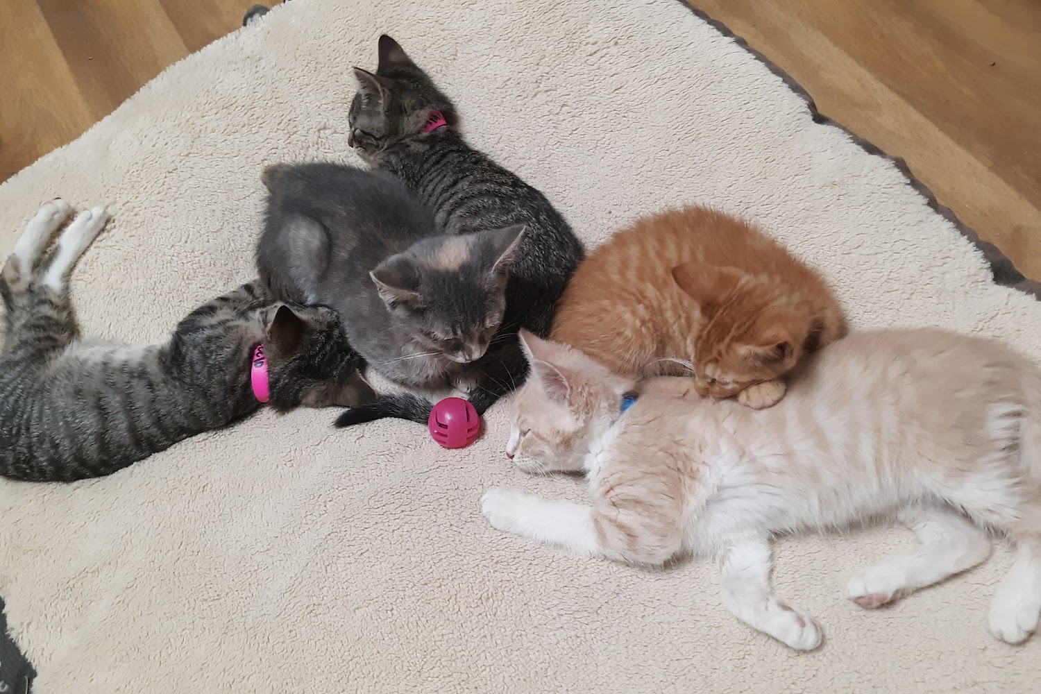 Macon County Humane Society