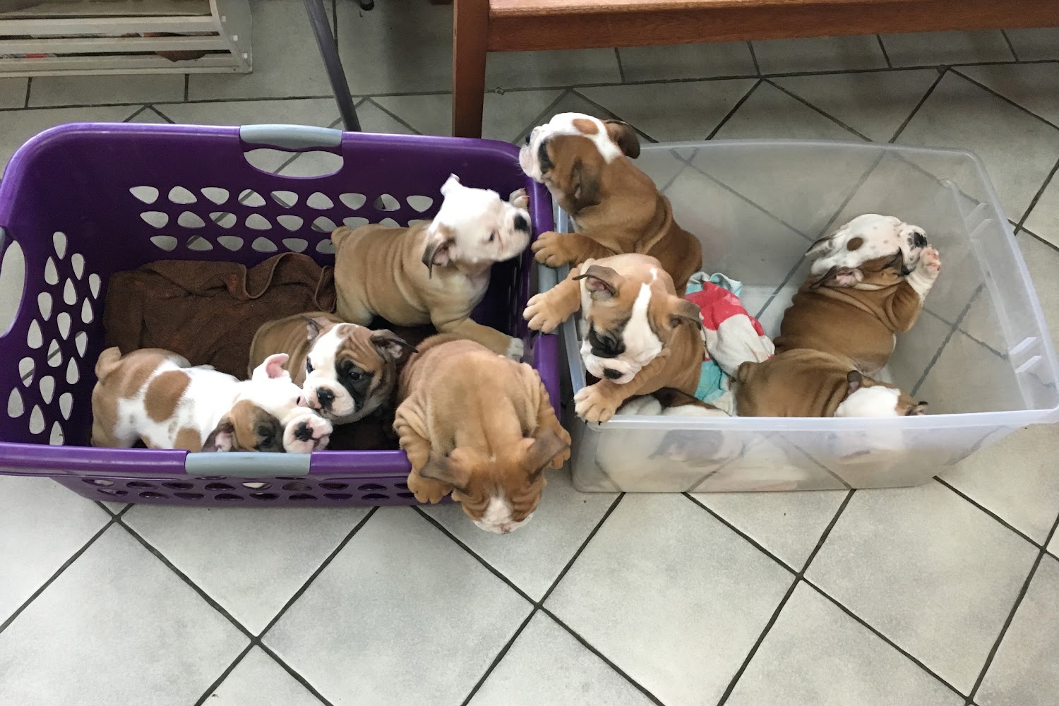 Wander Animal Hospital