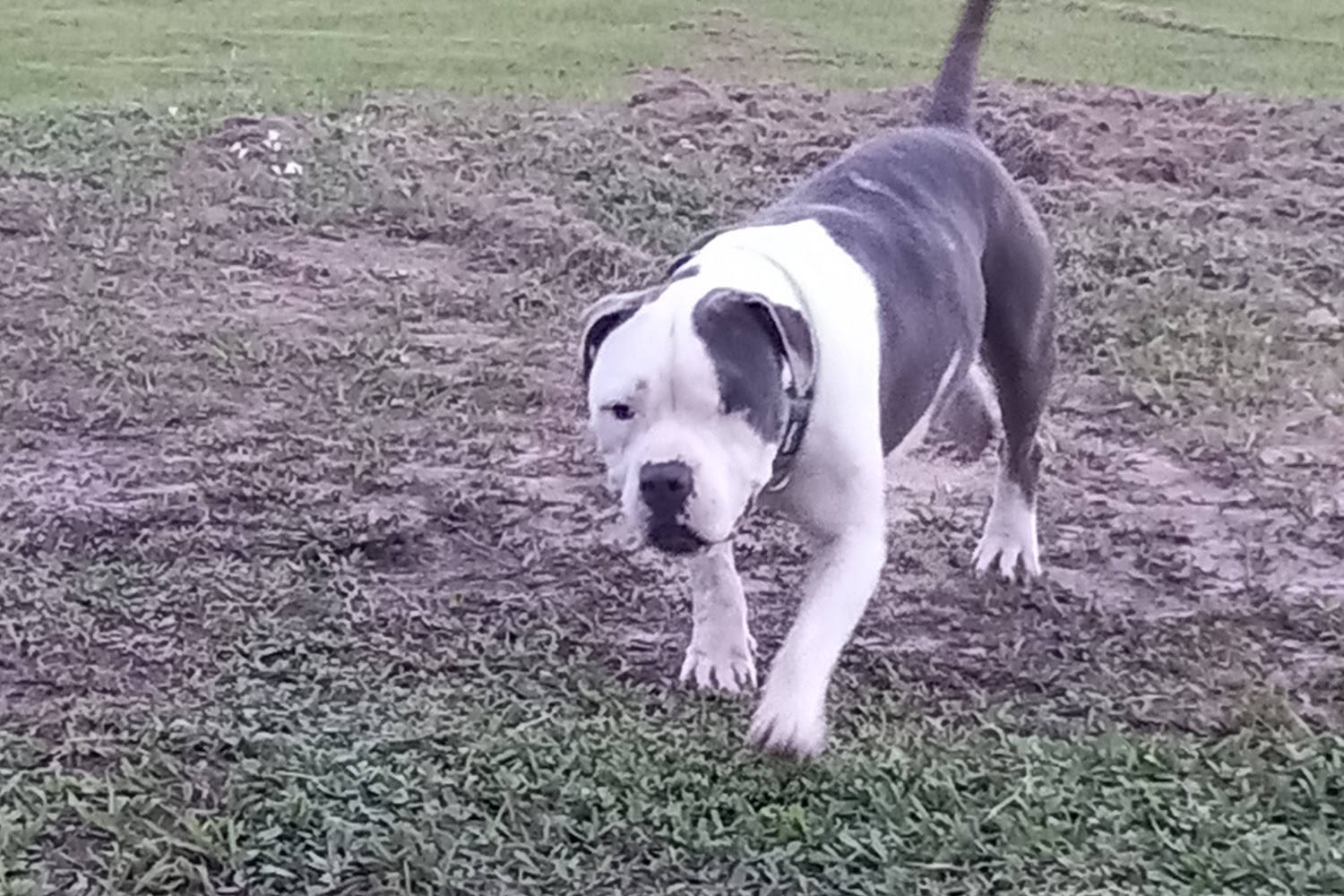 Humane Society of Treasure Coast