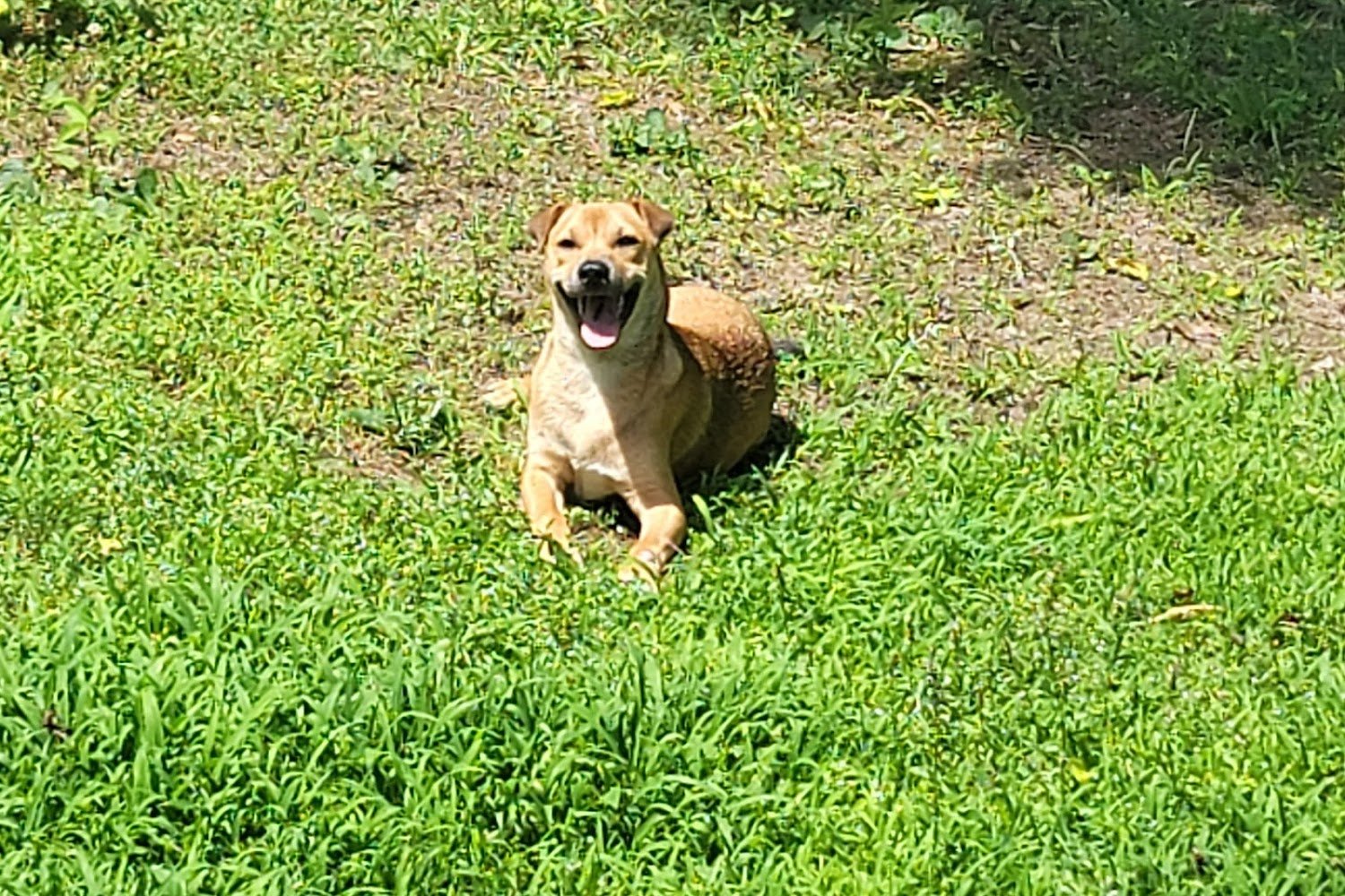 Benton Animal Control