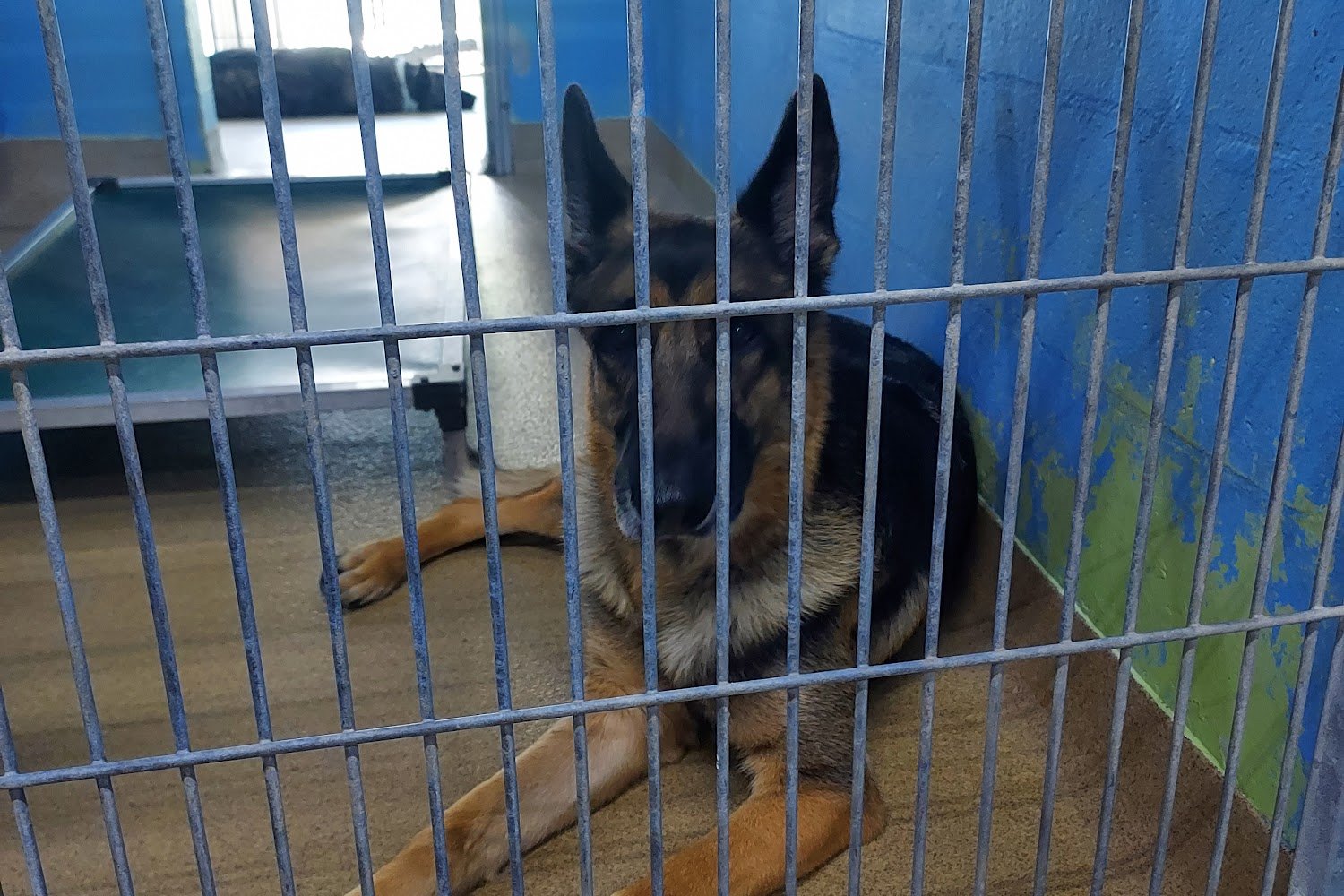 Orange County Animal Services