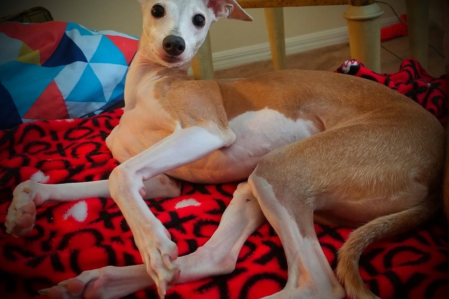 Doctors Inlet Animal Hospital