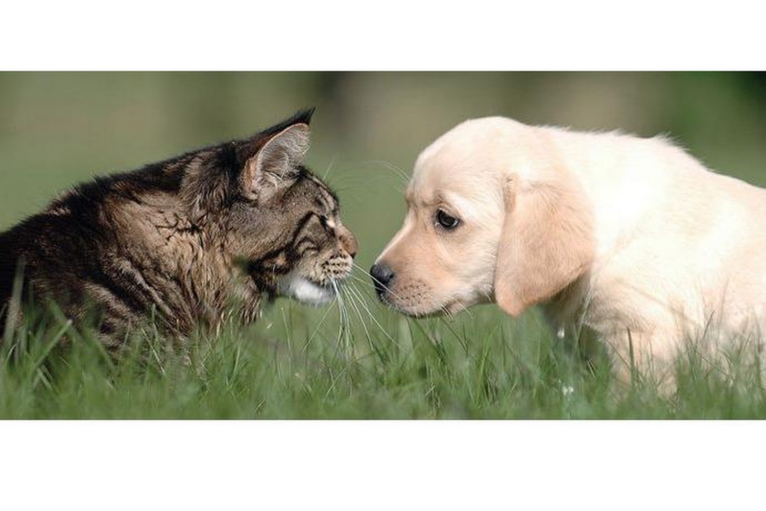 Ferreira Animal Hospital