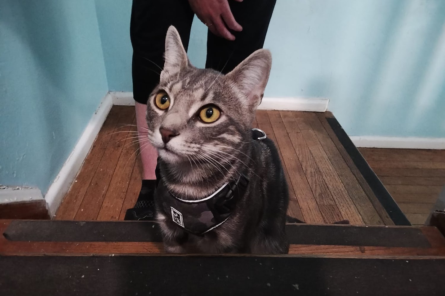 Lower Keys Animal Clinic