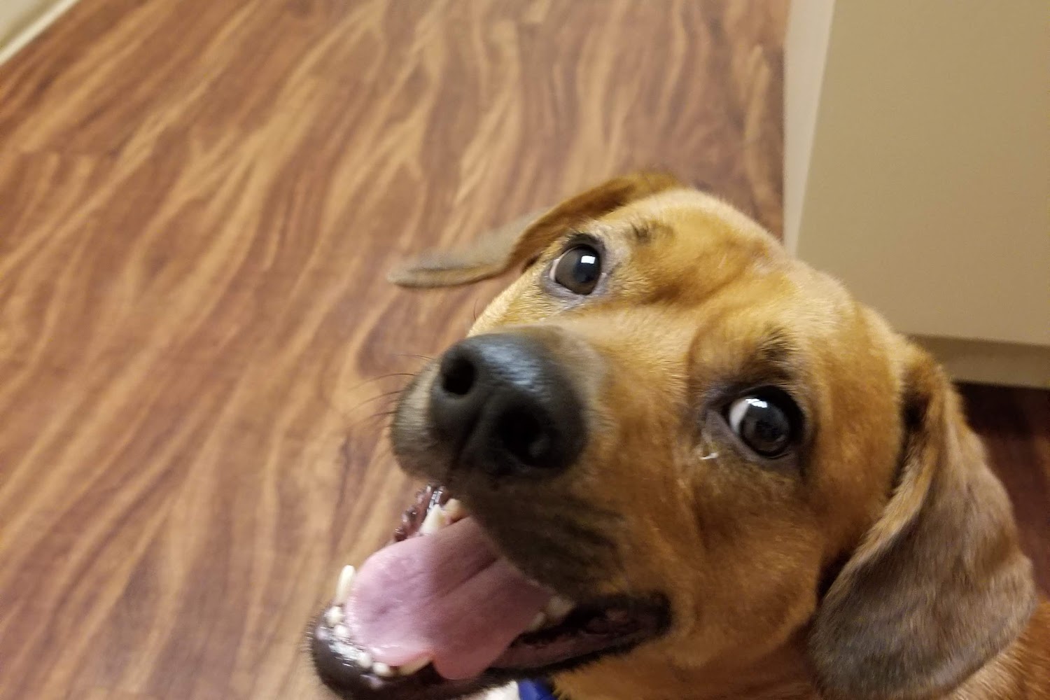 Polo Park Animal Hospital