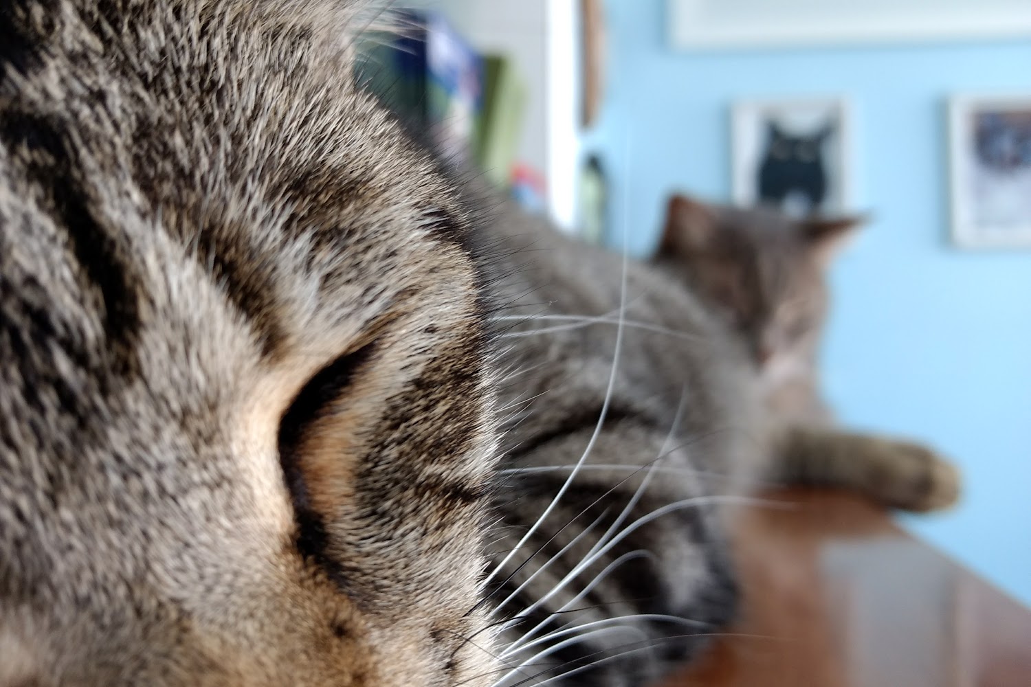 Tamiami Animal Hospital