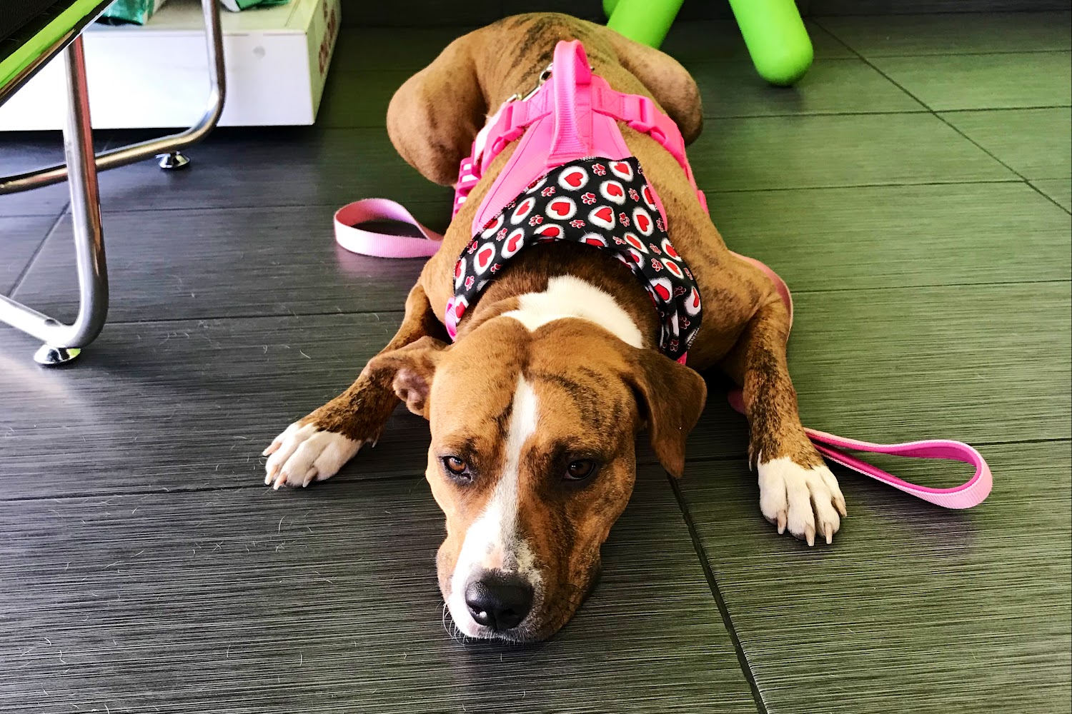 Eco Deco Pet Hospital