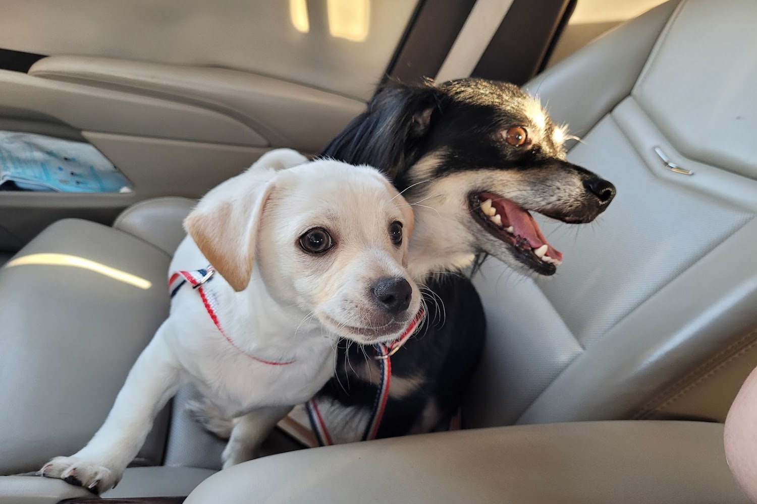 Polk County Animal Control