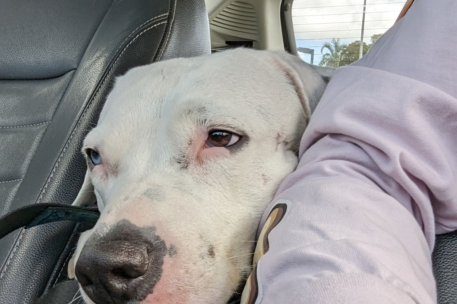 Bow Meow Animal Hospital