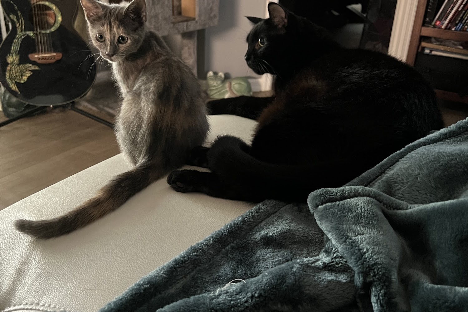 Collier County Domestic Animal Services