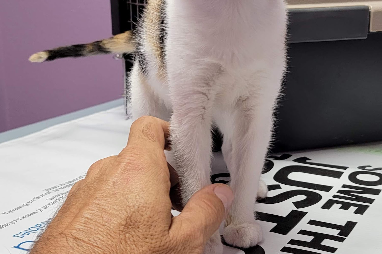 RIVER REGION ANIMAL Hospital