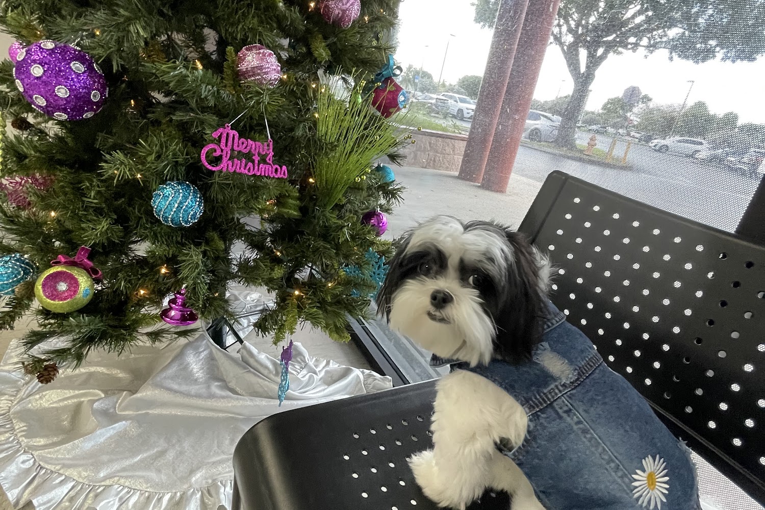 Dream Lake Animal Hospital