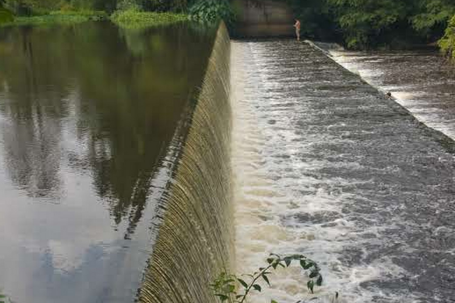 Proponents of Animal Welfare In St. Tammany