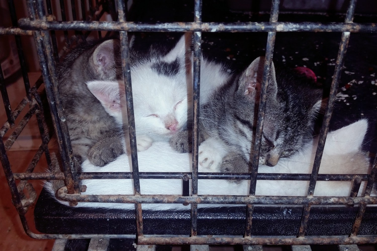 West Monroe Animal Shelter