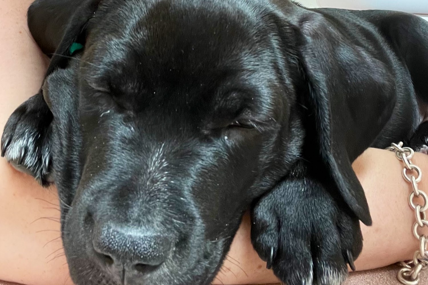 Newberry Animal Hospital