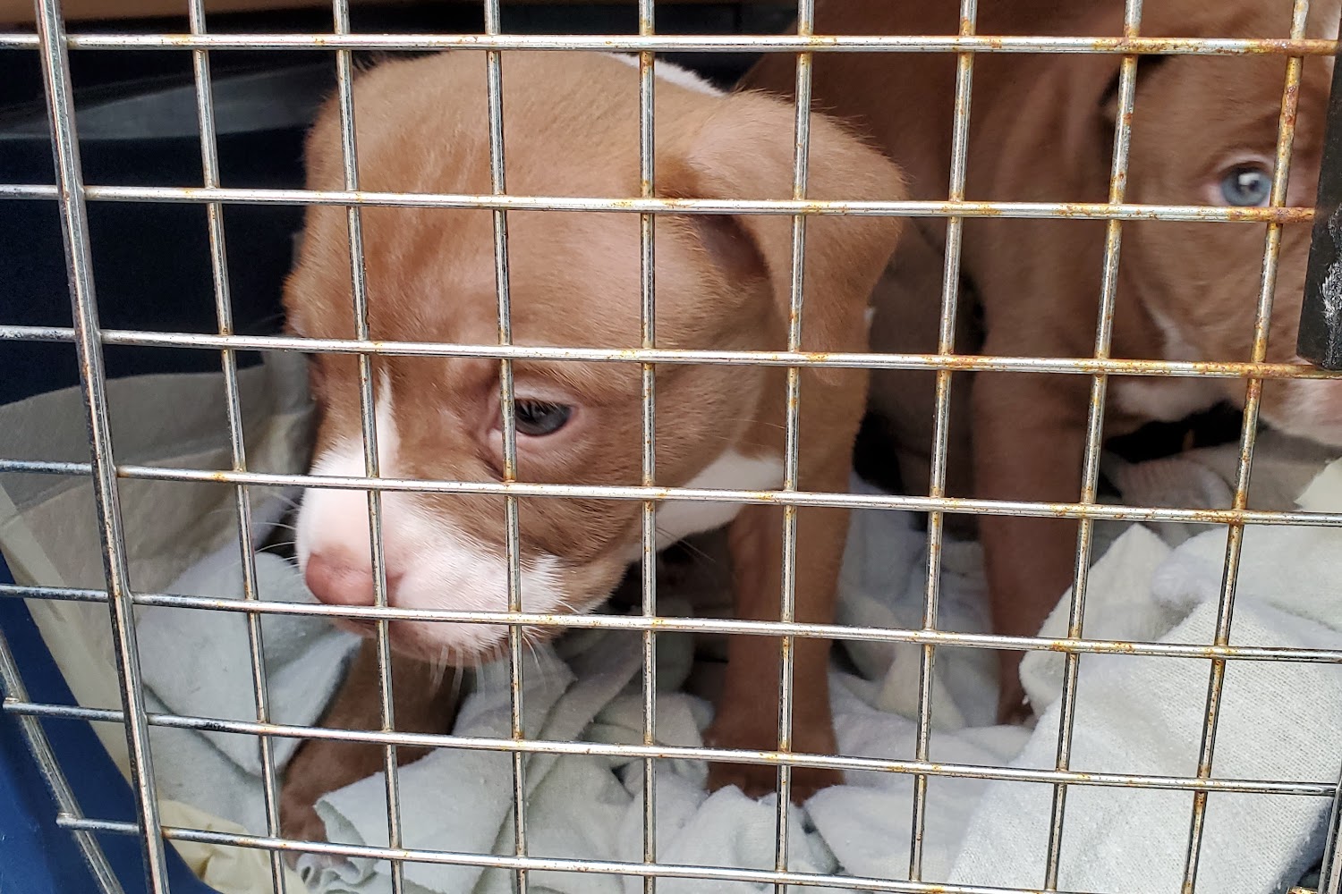 Wakulla County Animal Shelter