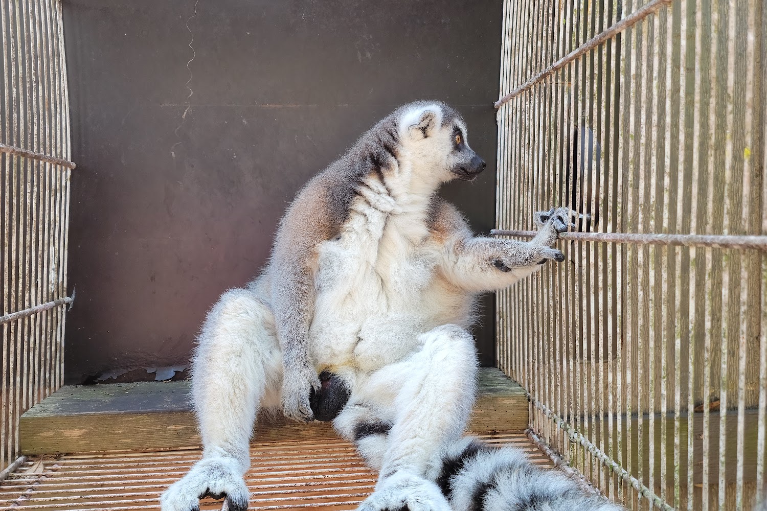 Webster Animal Control