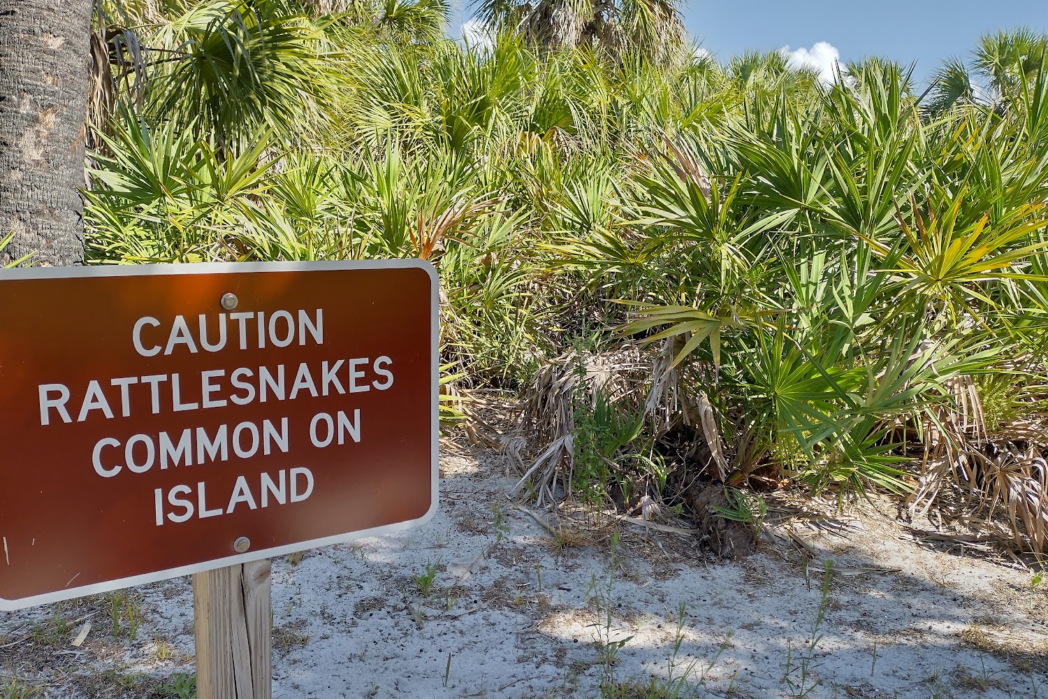 Canine Rescue Flights