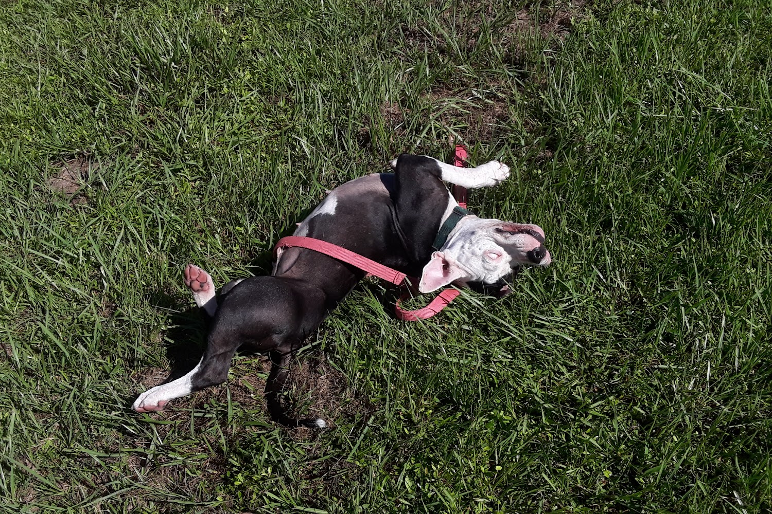 Animal Refuge Center