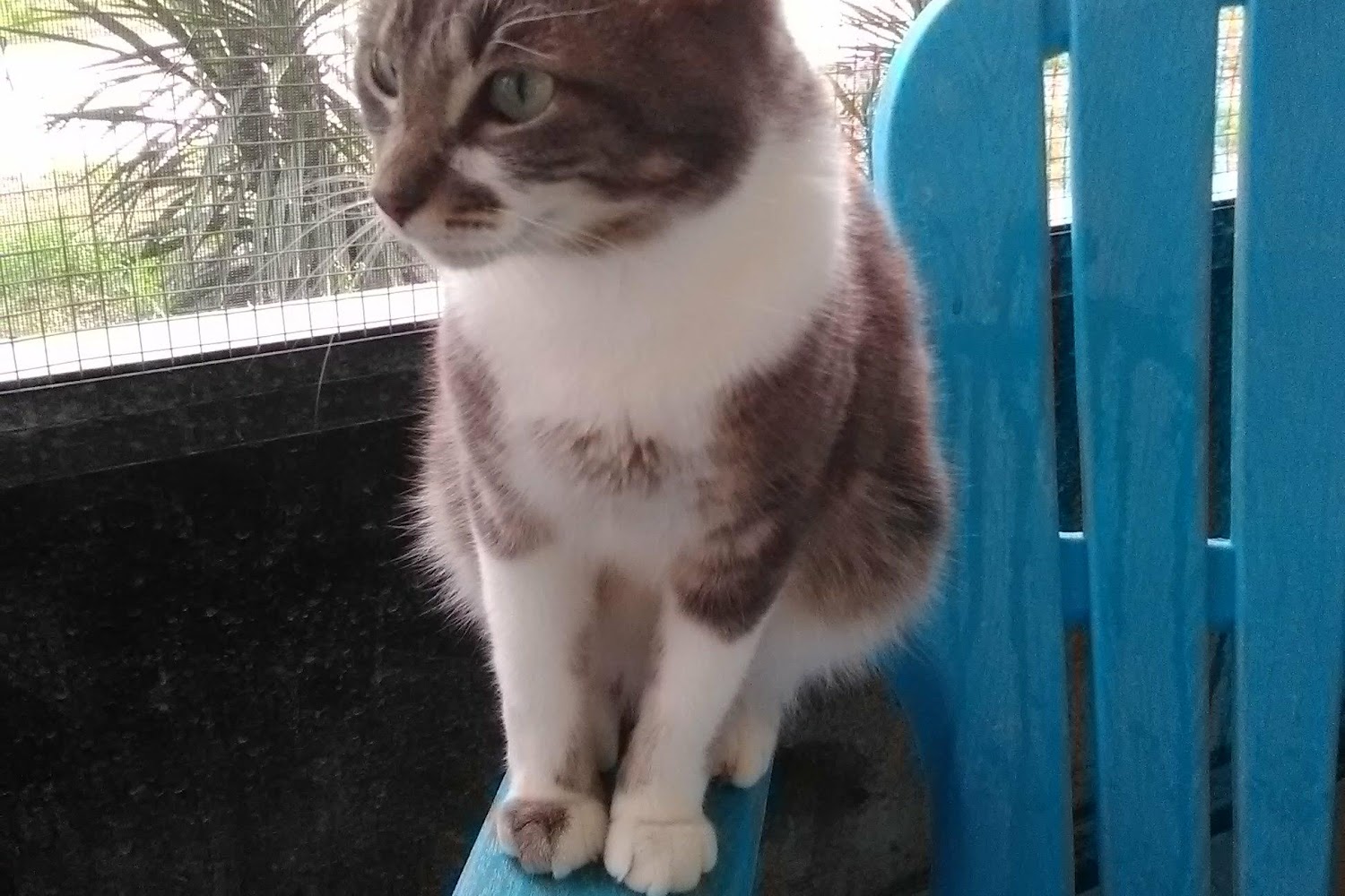 SPCA of Hernando County