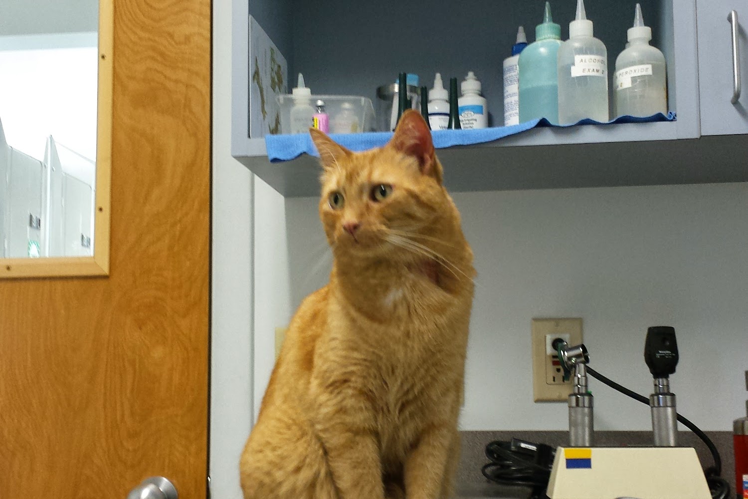 Farmington Veterinary Hospital