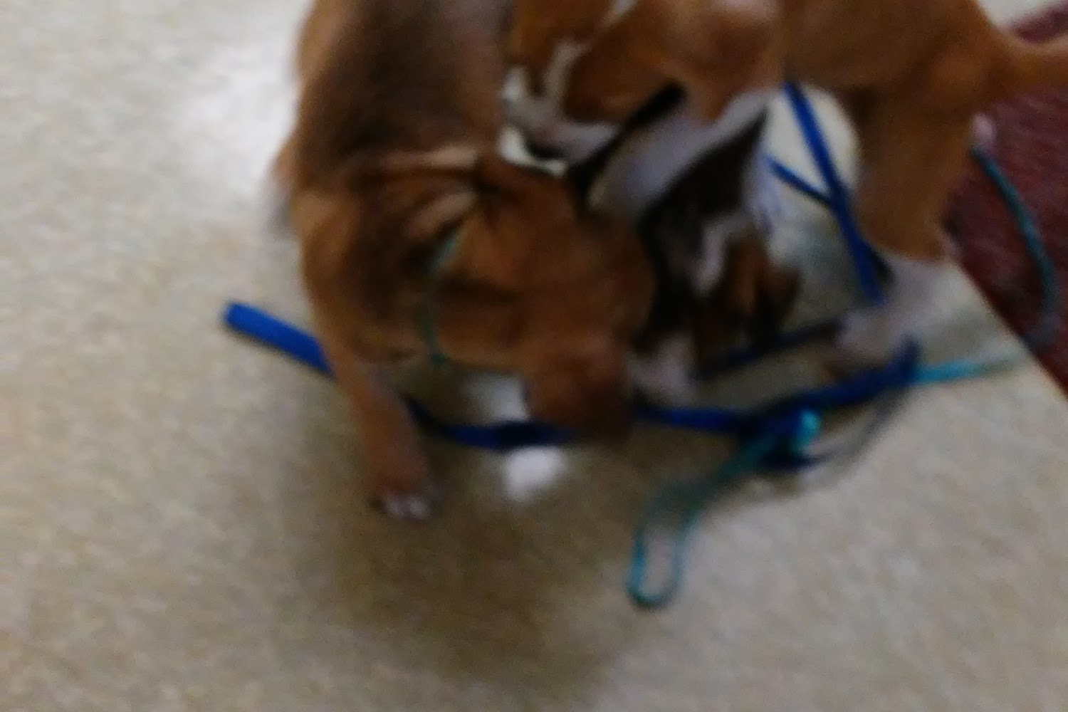 Geneva Veterinary Hospital