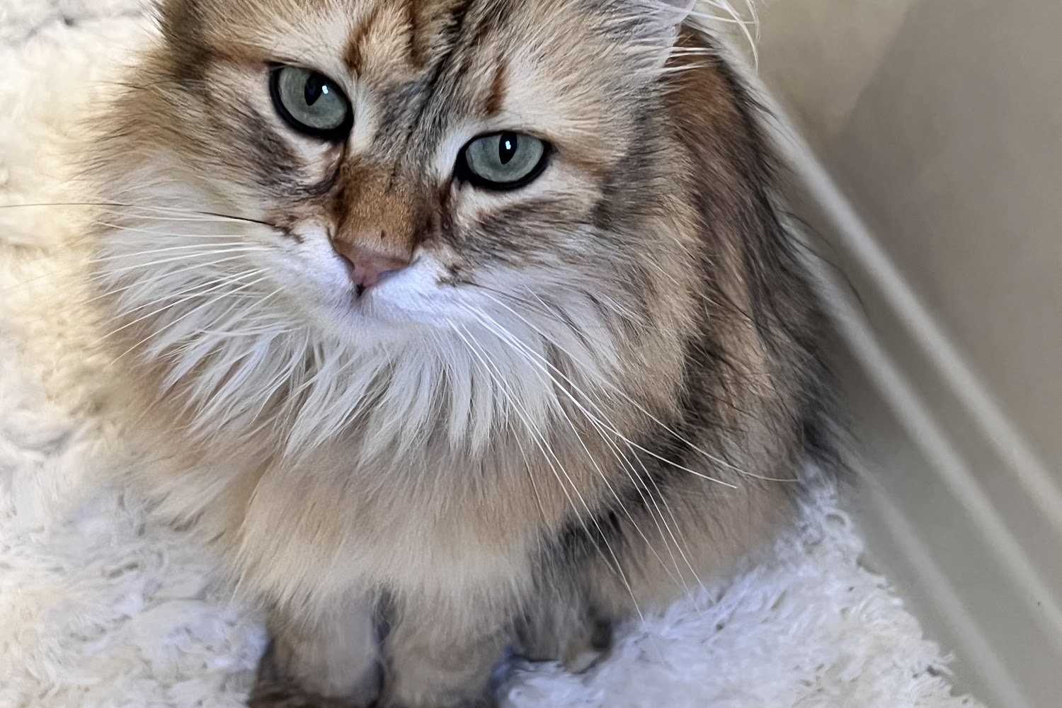 Hartsdale Veterinary Hospital