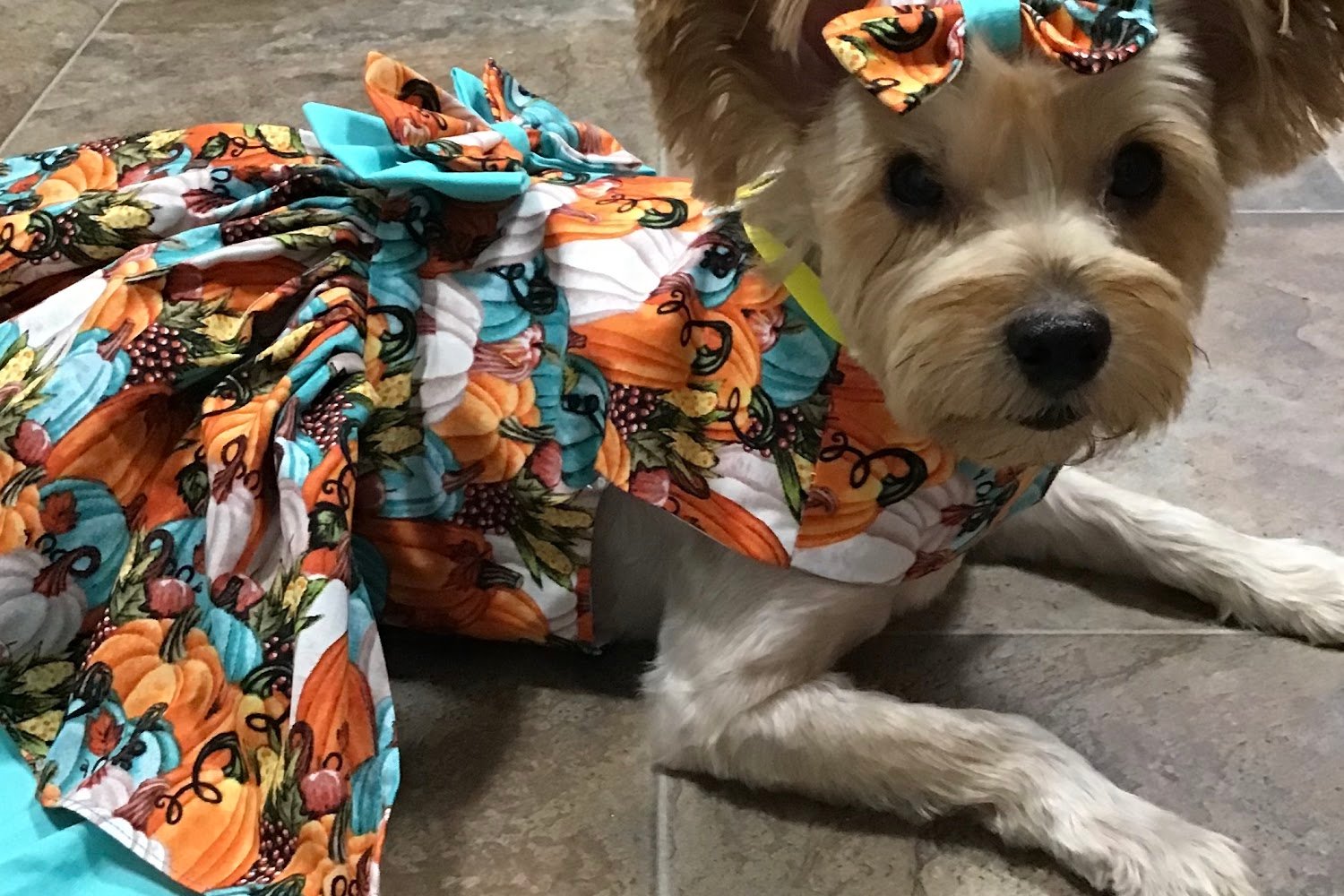 Astoria Animal Hospital