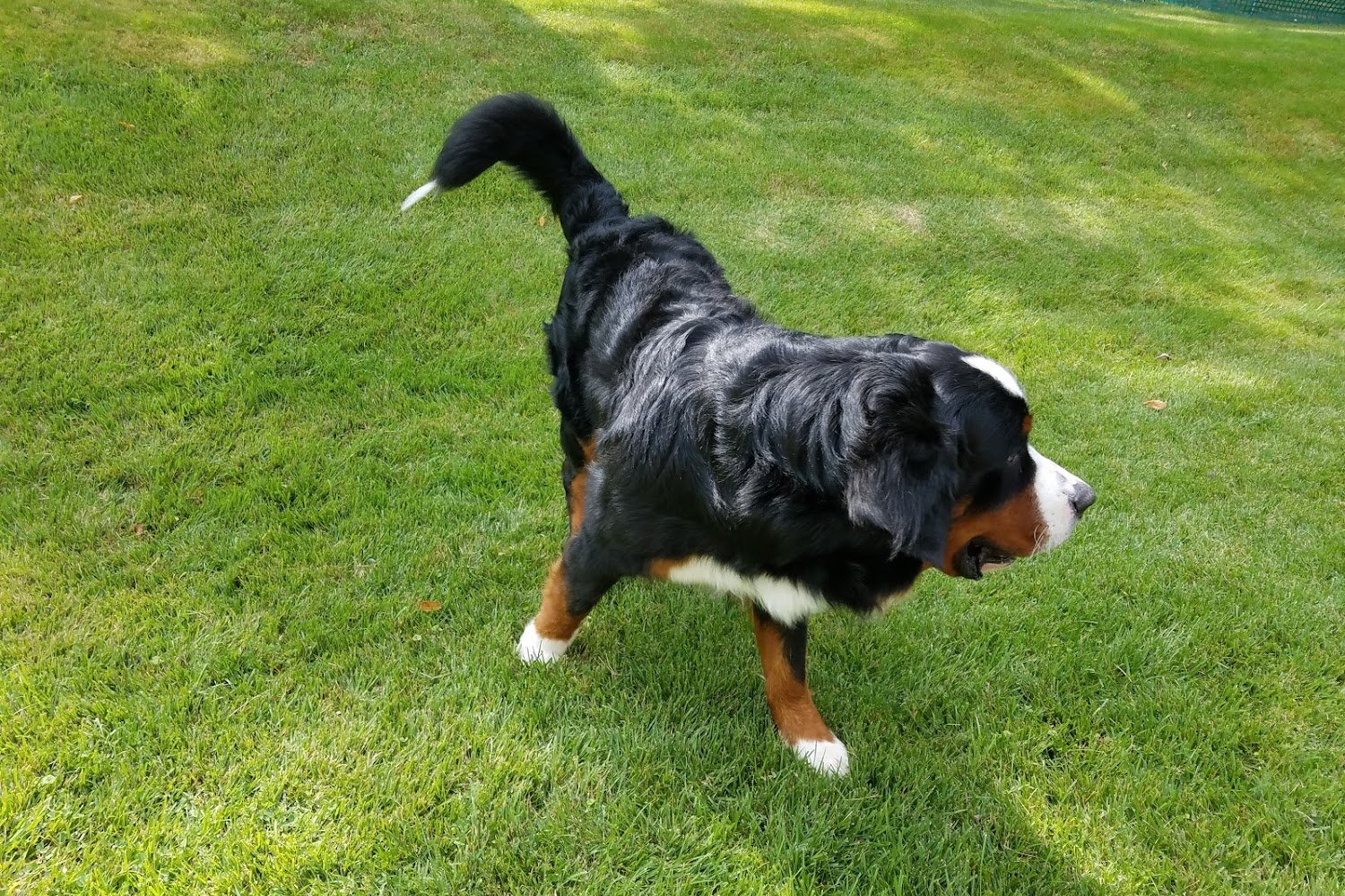 All Creatures Great & Small Animal Hospital