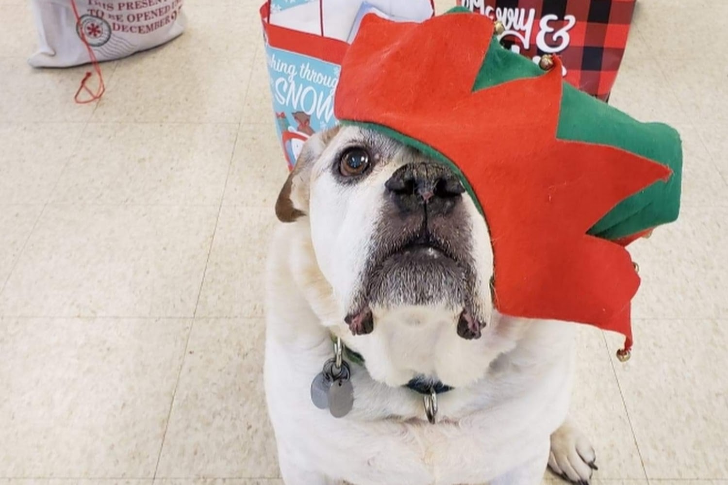 Ayres Memorial Animal Shelter