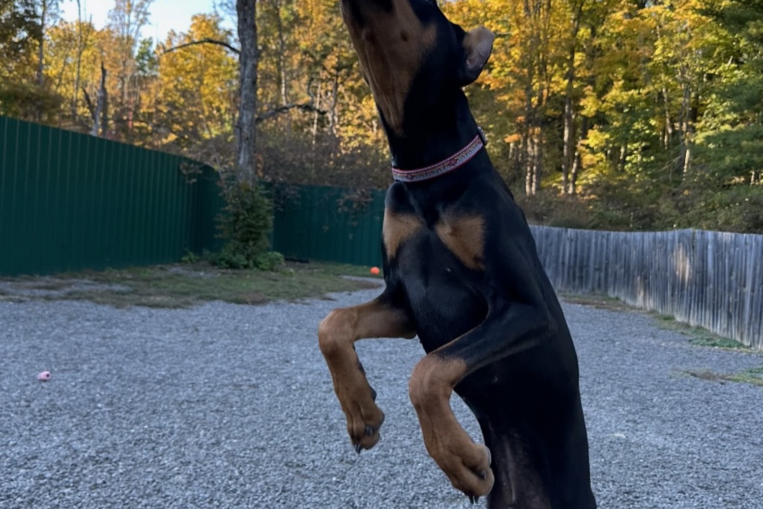 Rondout Valley Animals for Adoption