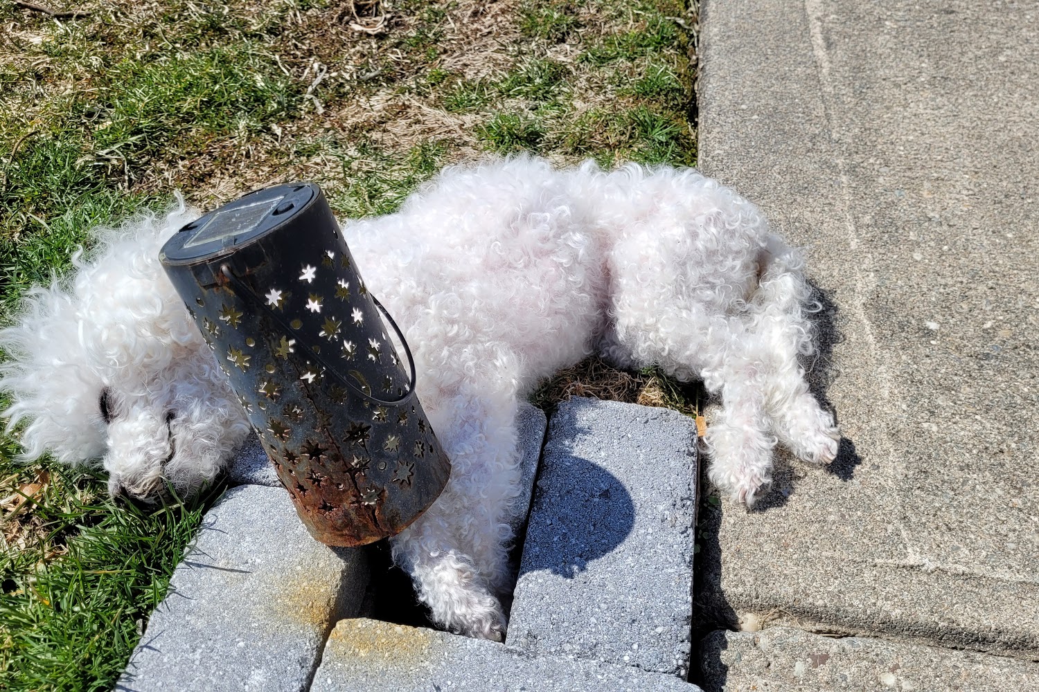 Middle Country Animal Hospital