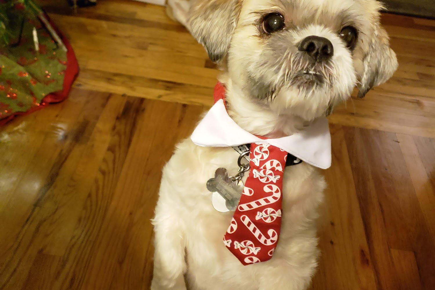 Plainview Animal Hospital