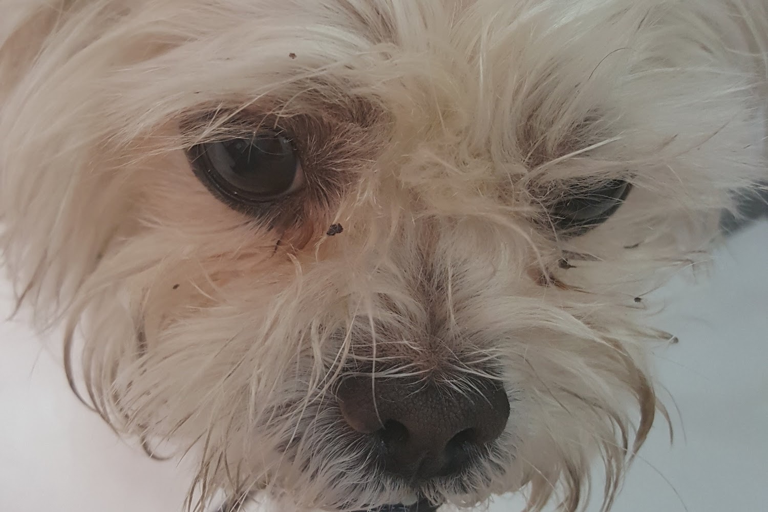 Big Bend Animal Hospital