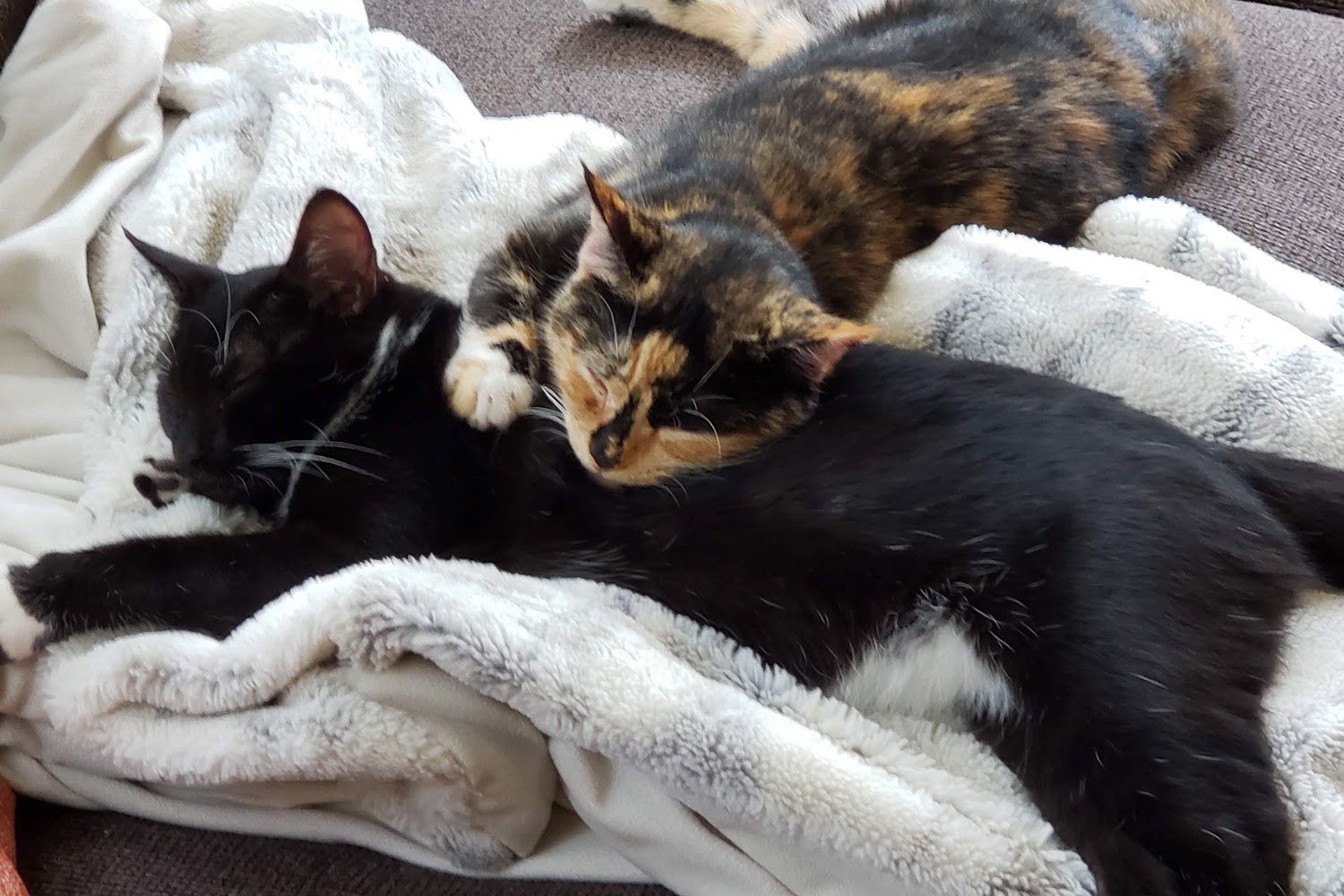 Speak Animal Hospital