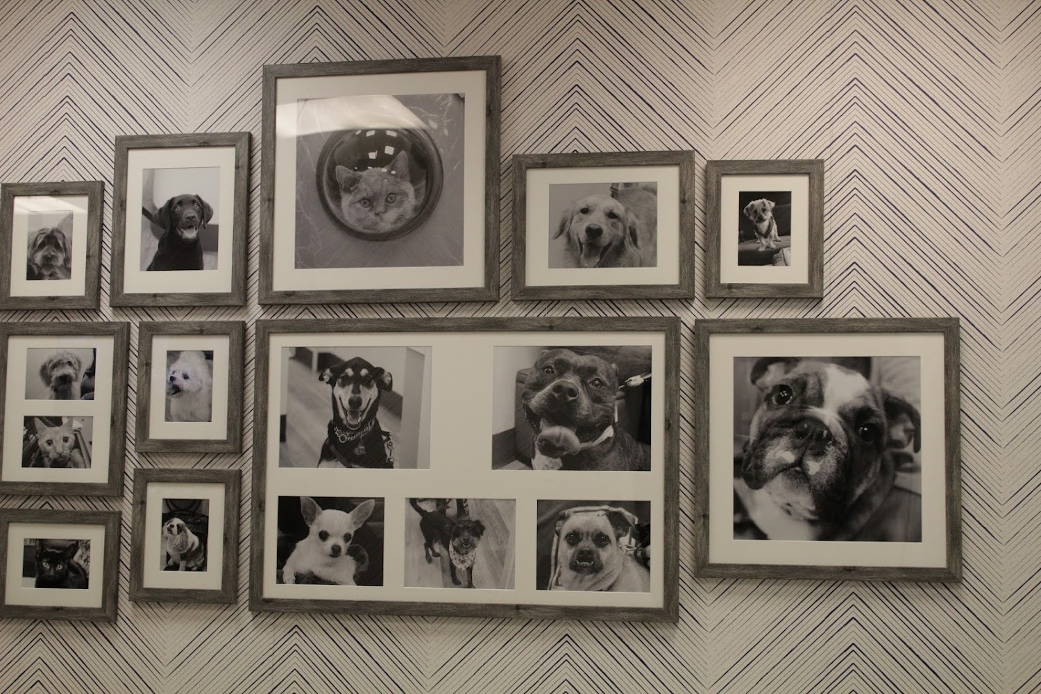 Village Animal Hospital North