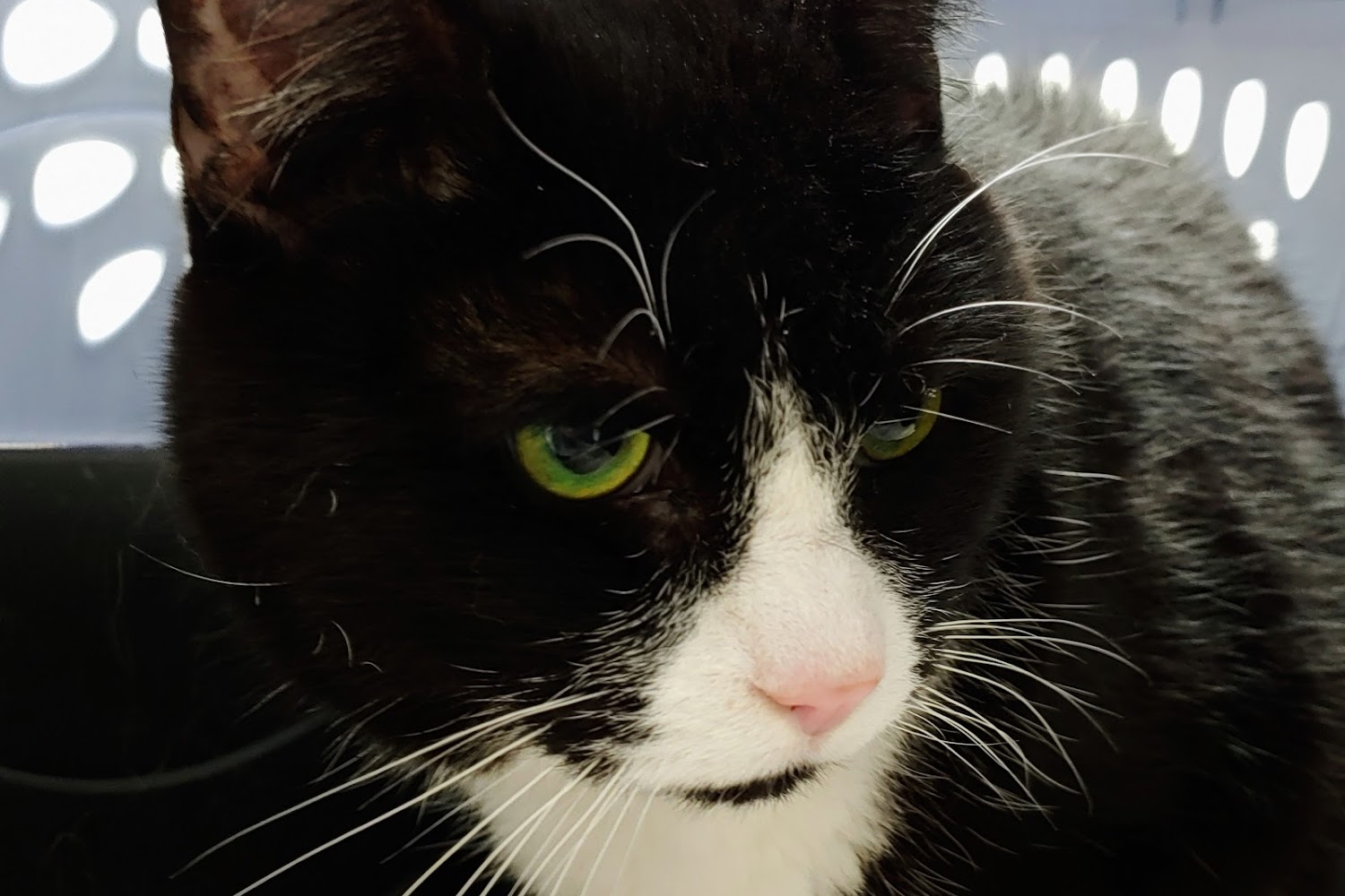 Williamson Animal Hospital