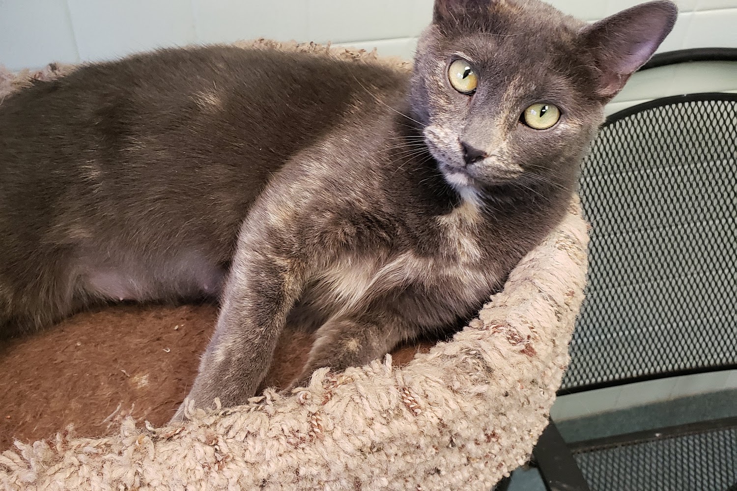 Stevens-Swan Humane Society of Oneida County, Inc.