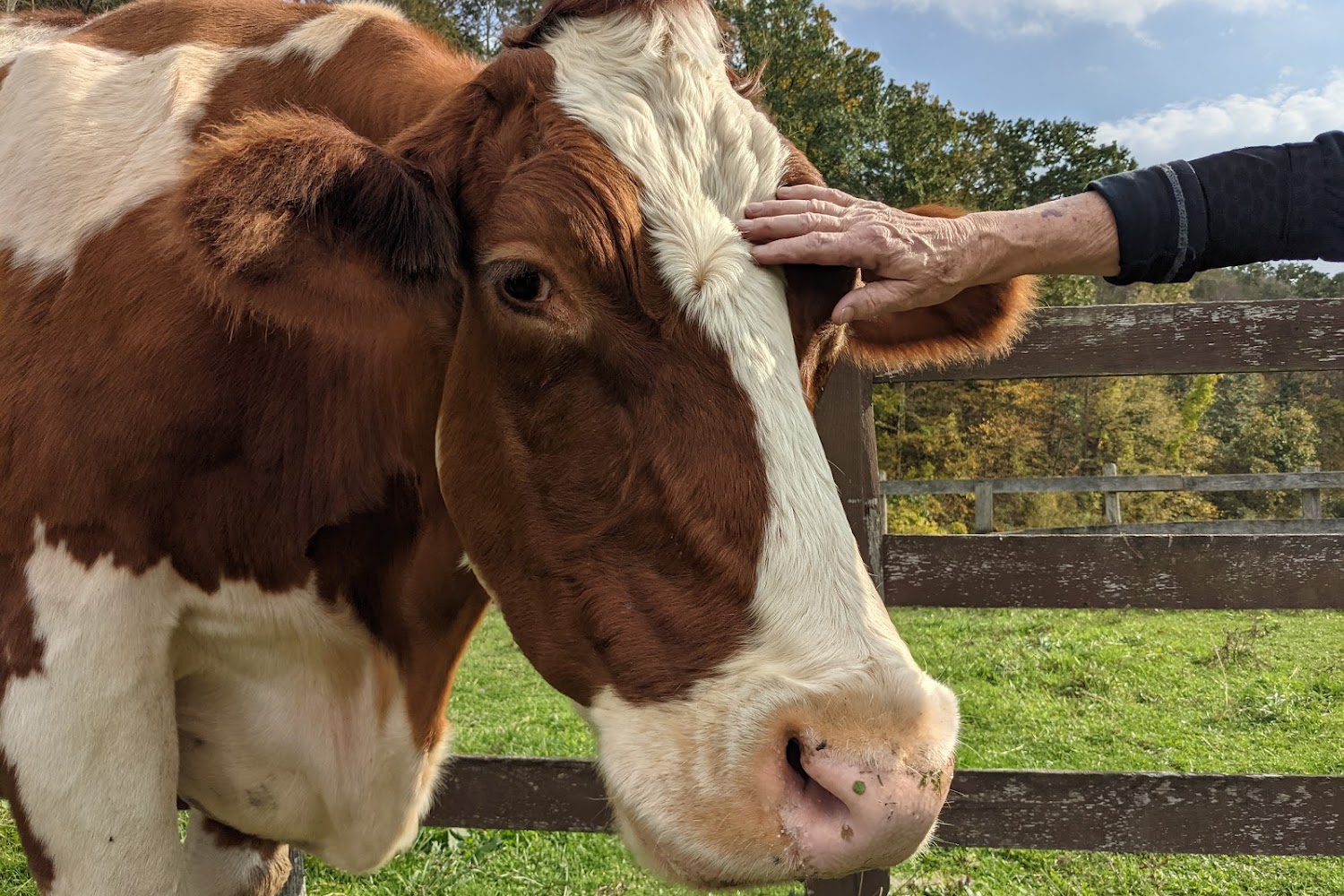 Catskill Animal Sanctuary