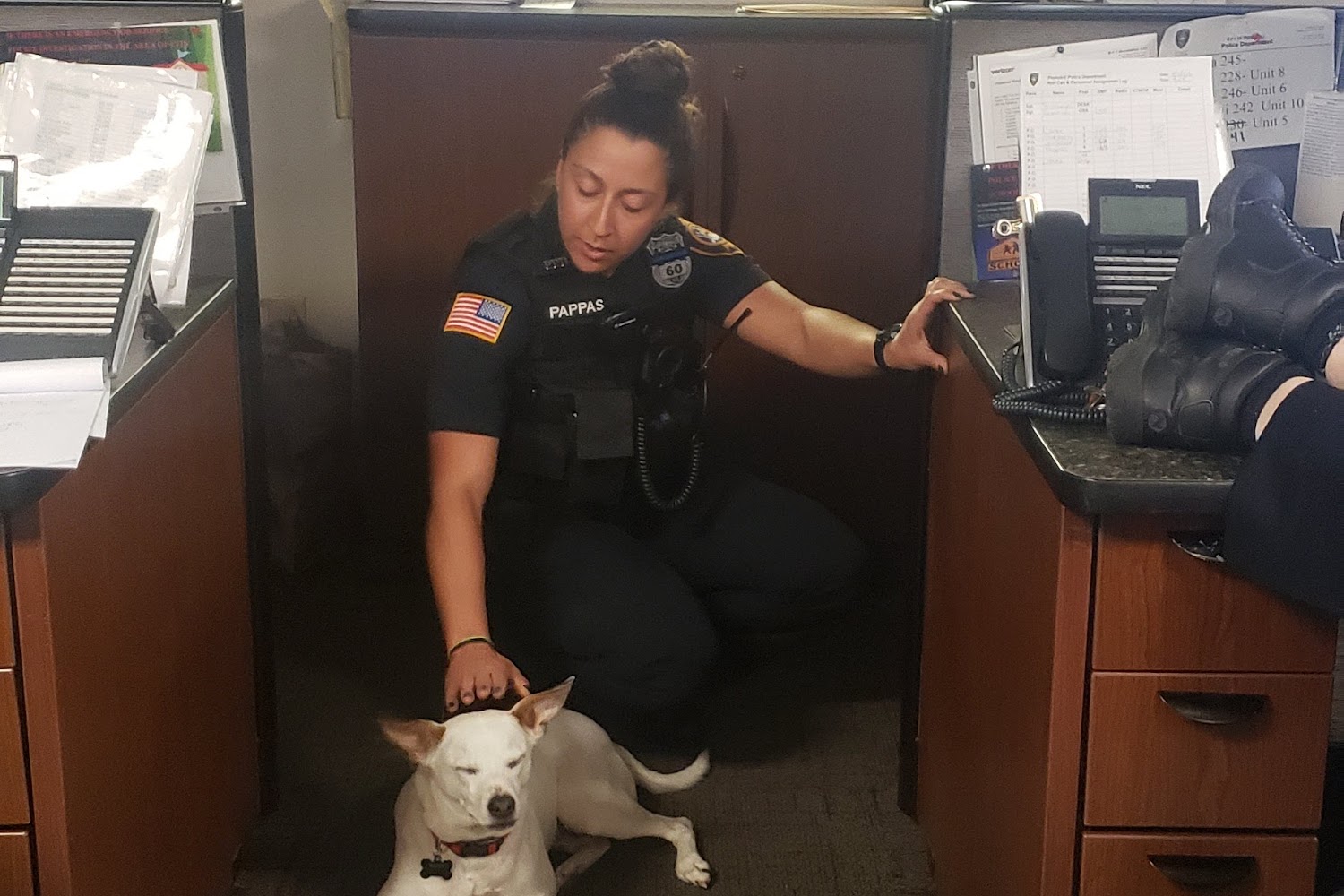 Peekskill Animal Control