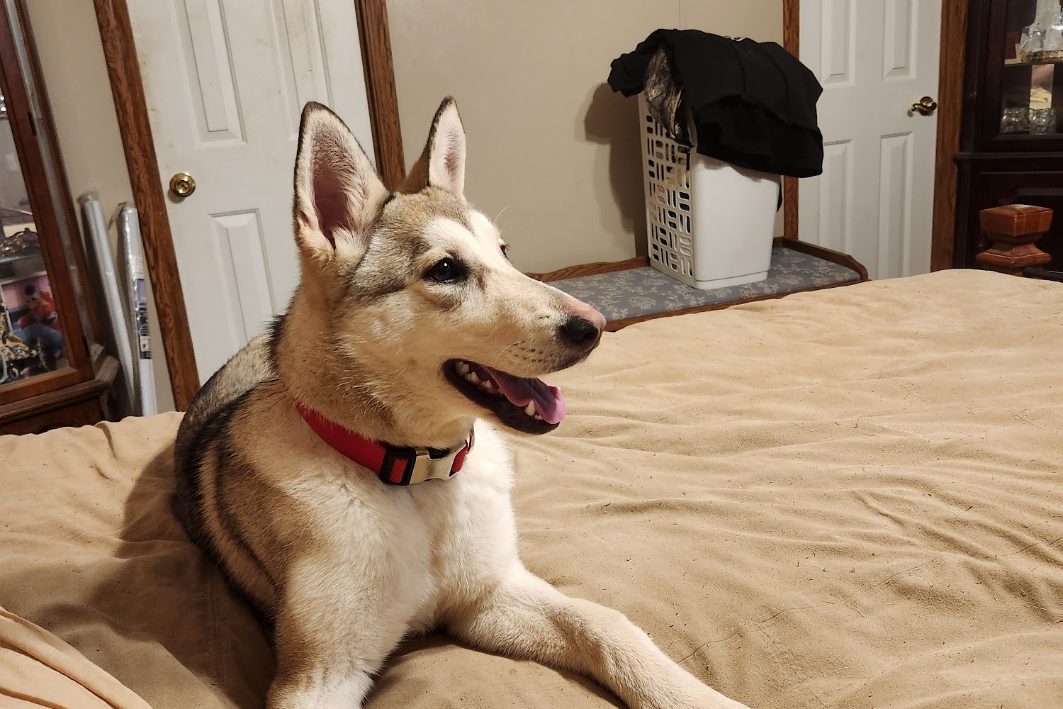 Rogers Animal Services