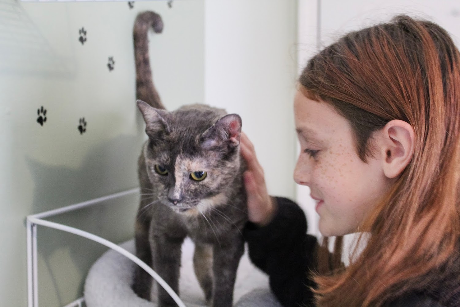 Pet Pride of New York Inc