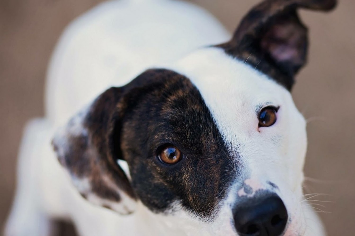 Madison County Animal Shelter